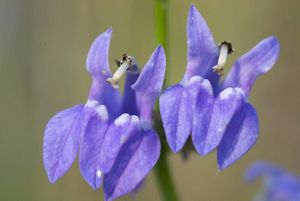 Two light blue flowers growing on thin, green stems. 