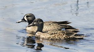 Blue-winged teal pair