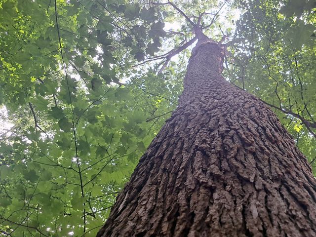A blue ash that has shown resistance to infestation by emerald ash borer. Because of its resistance, this individual tree is said to be a "lingering ash."
