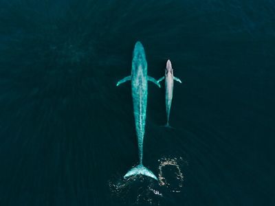 Aerial shot of blue whale and calf in ocean.