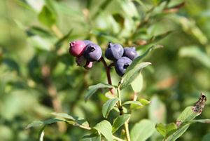 A bunch of blueberries growing on a bush.