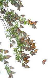 Monarch butterflies gathered on a tree branch.