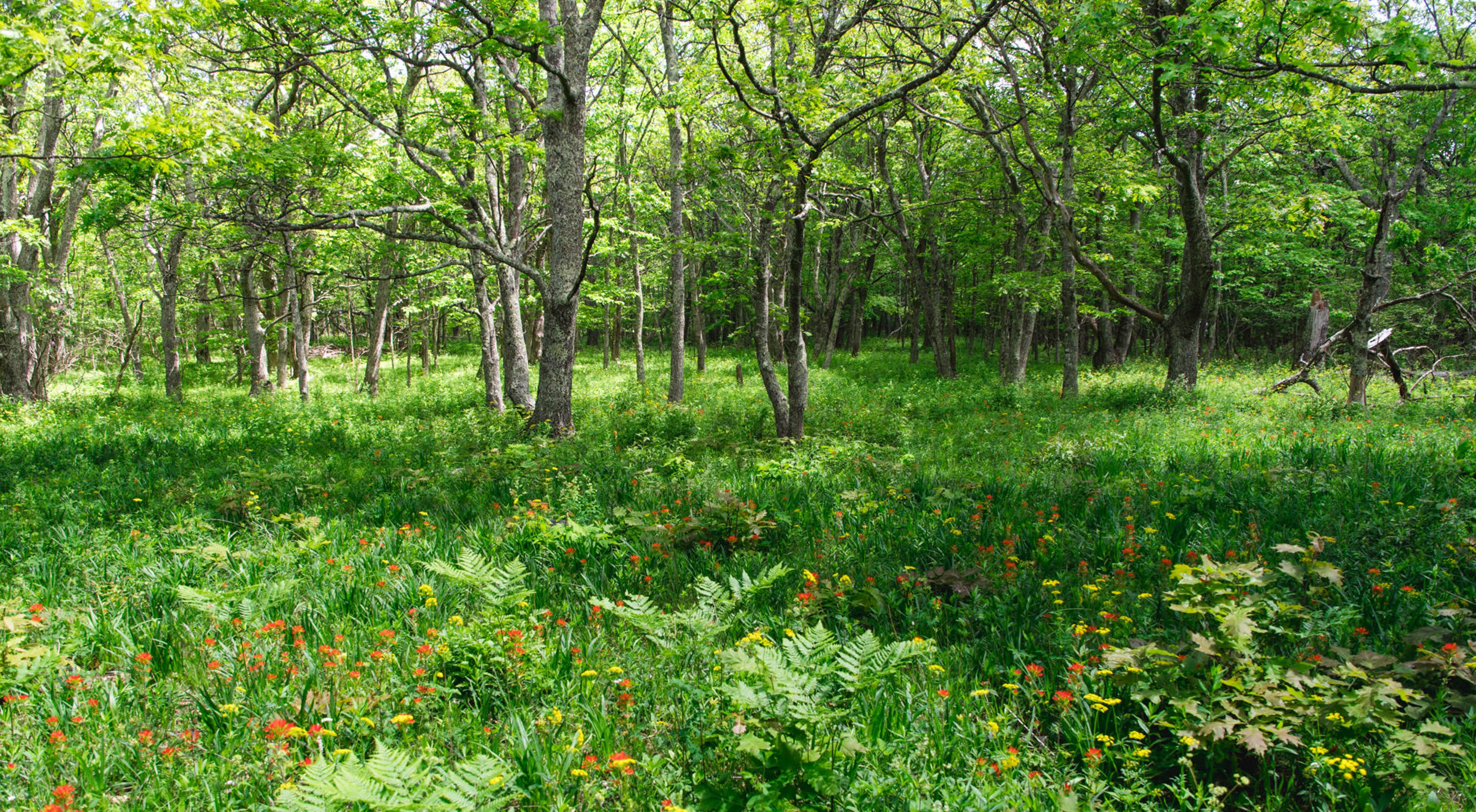 A field of wildflowers on Bluff Mountain.