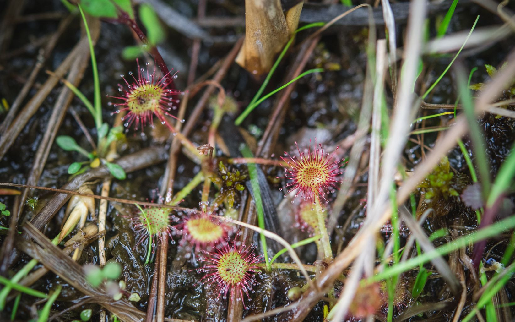 
                
                  Eyes on the Ground Sundews are native carnivorous plants that are easy to miss if you're not looking for them.
                  © Andrew Kornylak
                
              