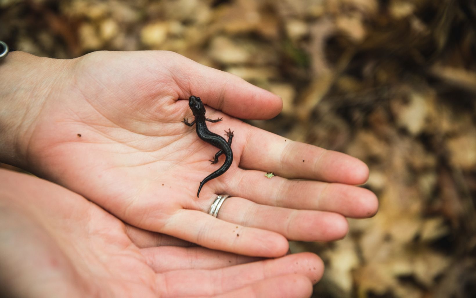 
                
                  Salamander Haven Bluff Mountain is home to eleven salamander species. 
                  © Andrew Kornylak
                
              