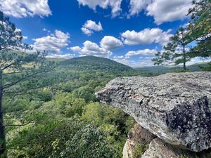 An aerial photograph features a thick tree canopy from above. 