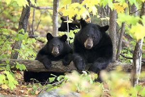 Two bears on a log.