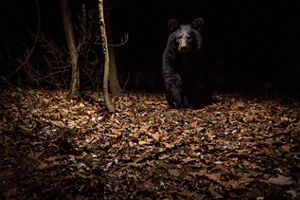 Camera trap photo of a black bear.