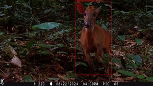 A deer-like animal stands among small green plants and stares into the camera.