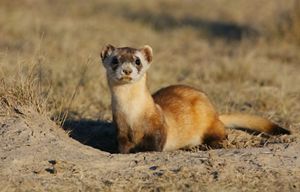A black-footed ferret looking straight at the camera.