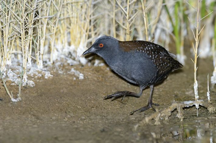 A blackbird with red eyes walks along a dirt floor.