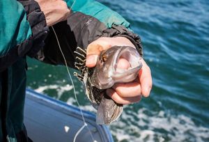 black sea bass with barotrauma