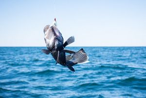 WATCH: Importance of Venting Deep Water Fish Like Grouper, Snapper and Sea  Bass - Space Coast Daily