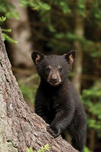 Black bear cub.