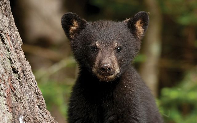 A black bear cub stares at the camera.