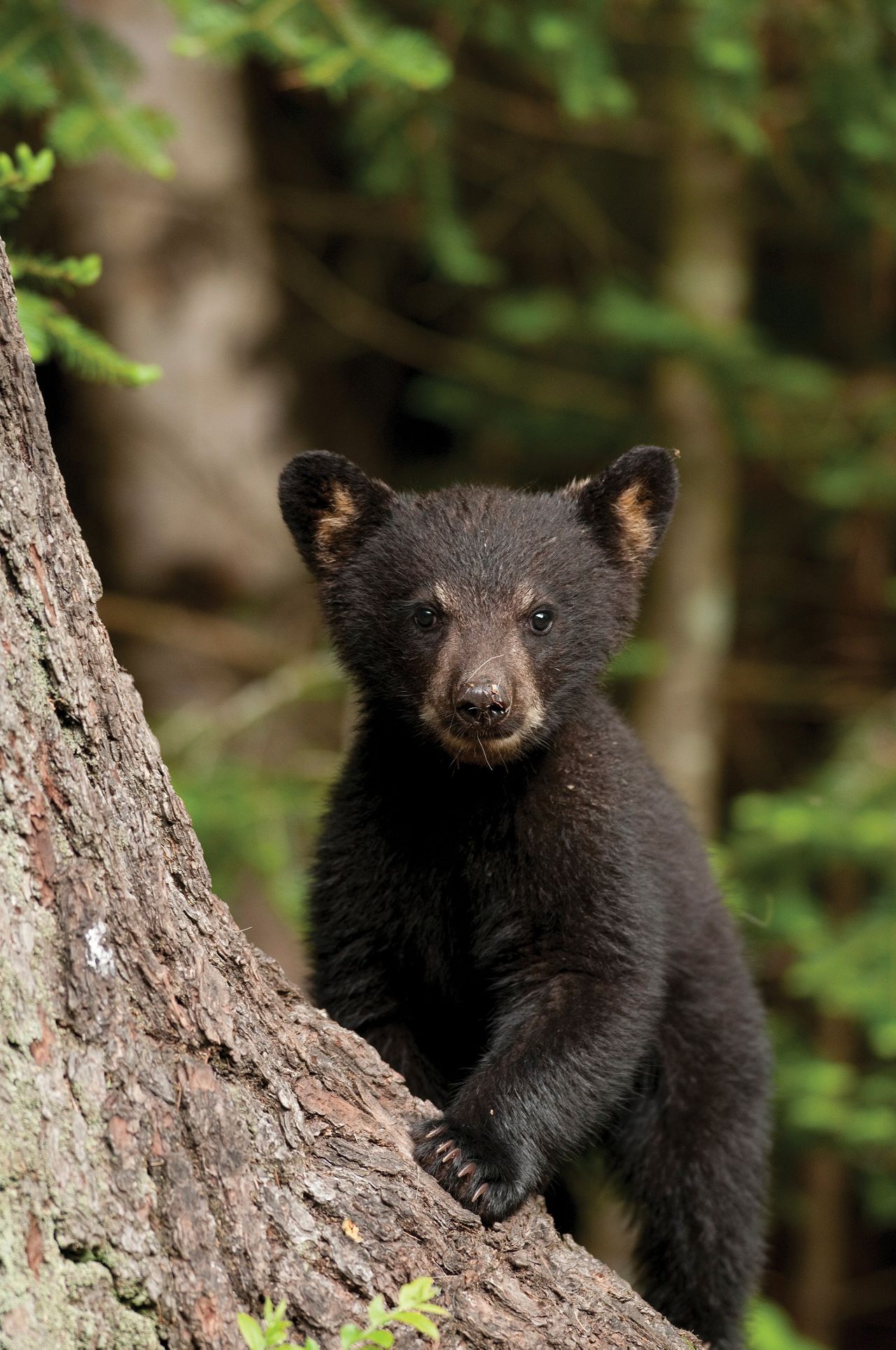 Conserving Ohio's Lands | The Nature Conservancy