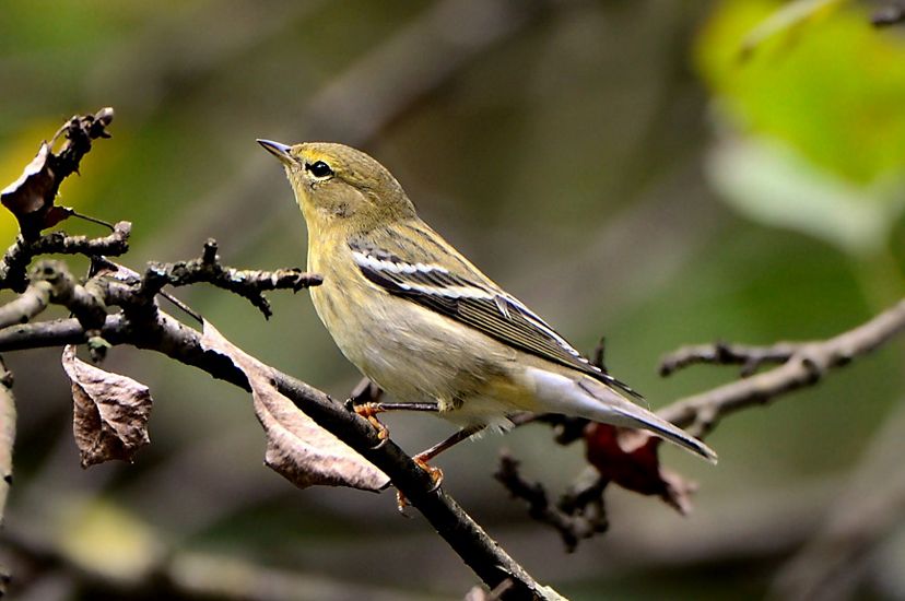 A pale yellow and brown bird sitting on a small branch in fall.