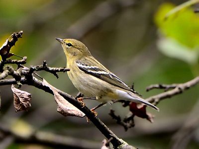 Blackpoll warbler