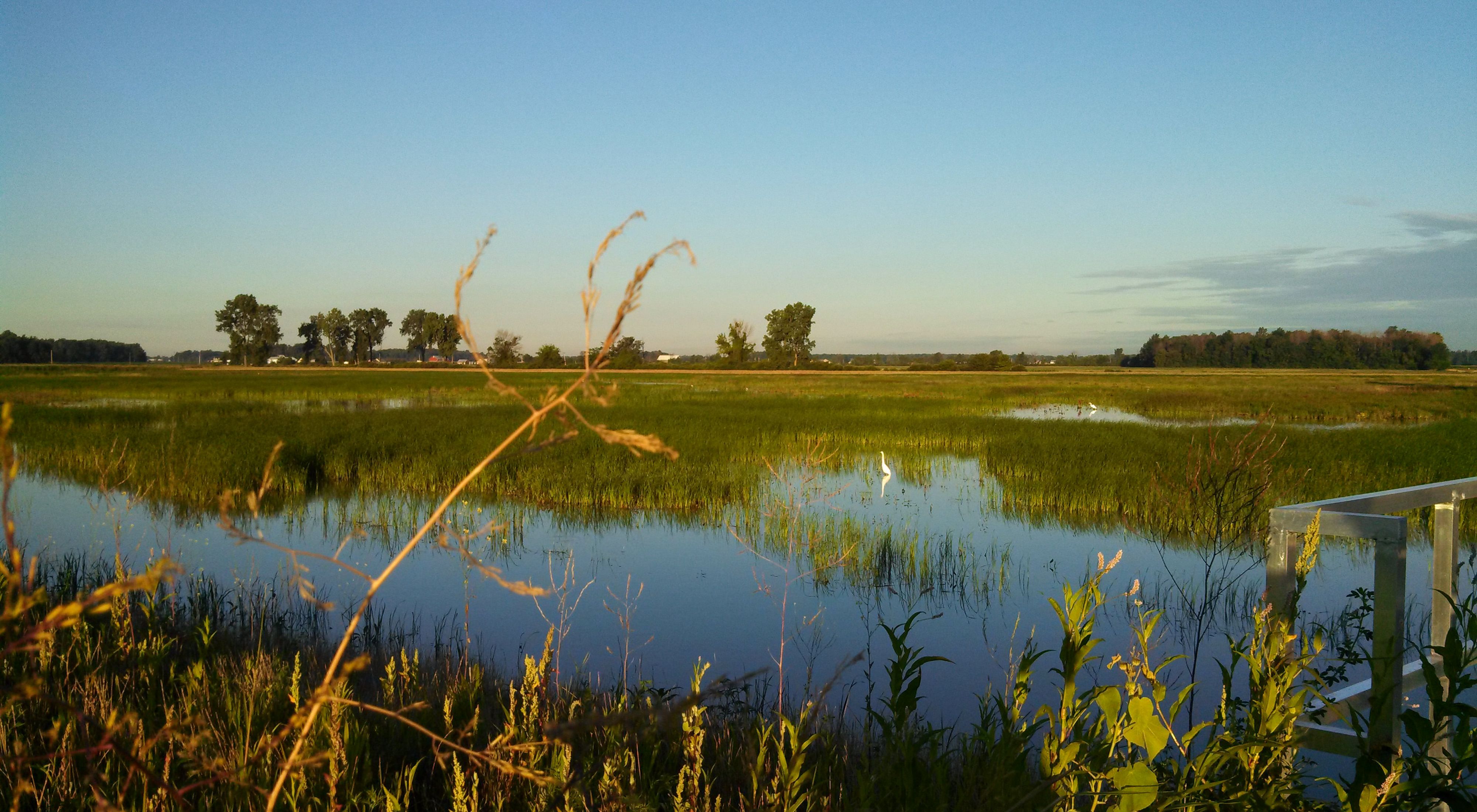 Looking over an open wetland field of grasses and water with a few white great egrets enjoying the new habitat.