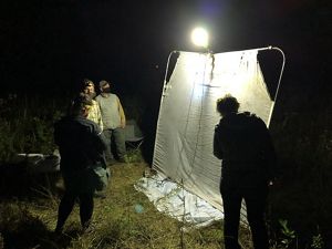 Four people stand in the dark around a white sheet, a light shines down on the sheet, attracting insects.