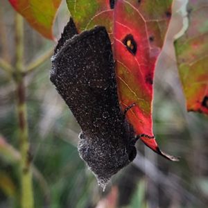 A dark brown moth sitting on a red leaf.