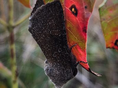 Closeup of a blazing star borer moth on a red leaf.