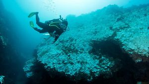 An underwater diver gets close to a rock covered in coral that has turned white.