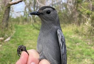 A scientist's hand holds a large, alert, slate gray songbird with a black cap.