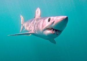 Close photo of a large shark with a pointed nose, round black eyes and jagged teeth.
