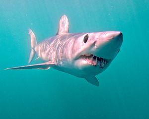 Close photo of a large shark with a pointed nose, round black eyes and jagged teeth.