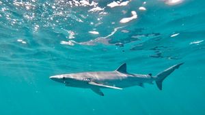 Full-length photo of a long slender shark swimming just below the surface of the ocean.