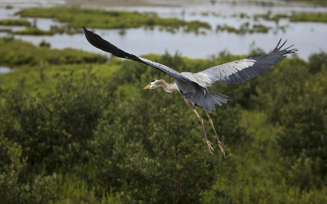 A bird with grey feathers and long wings soars over green marshland.
