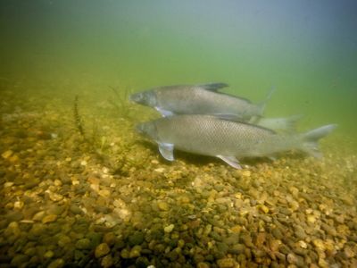 Underwater photo of two fish swimming at the rocky bottom of a river.