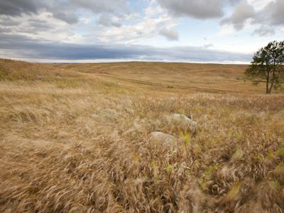Golden grasses blow in the wind in the rolling prairie.