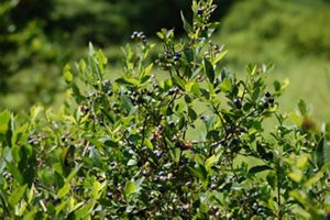 A bush with green leaves and several small blueberries.