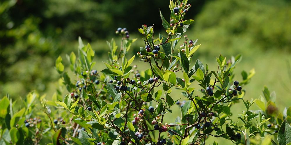 A large blueberry bush with several green leaves and small round blue berries.
