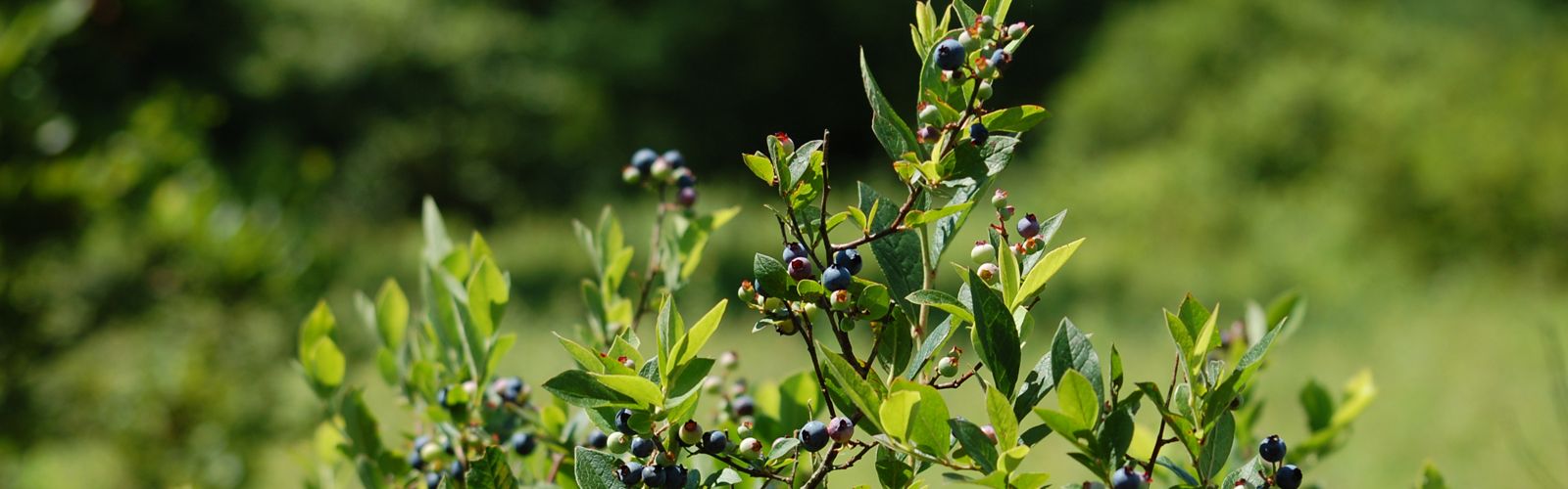 A large blueberry bush with several green leaves and small round blue berries.