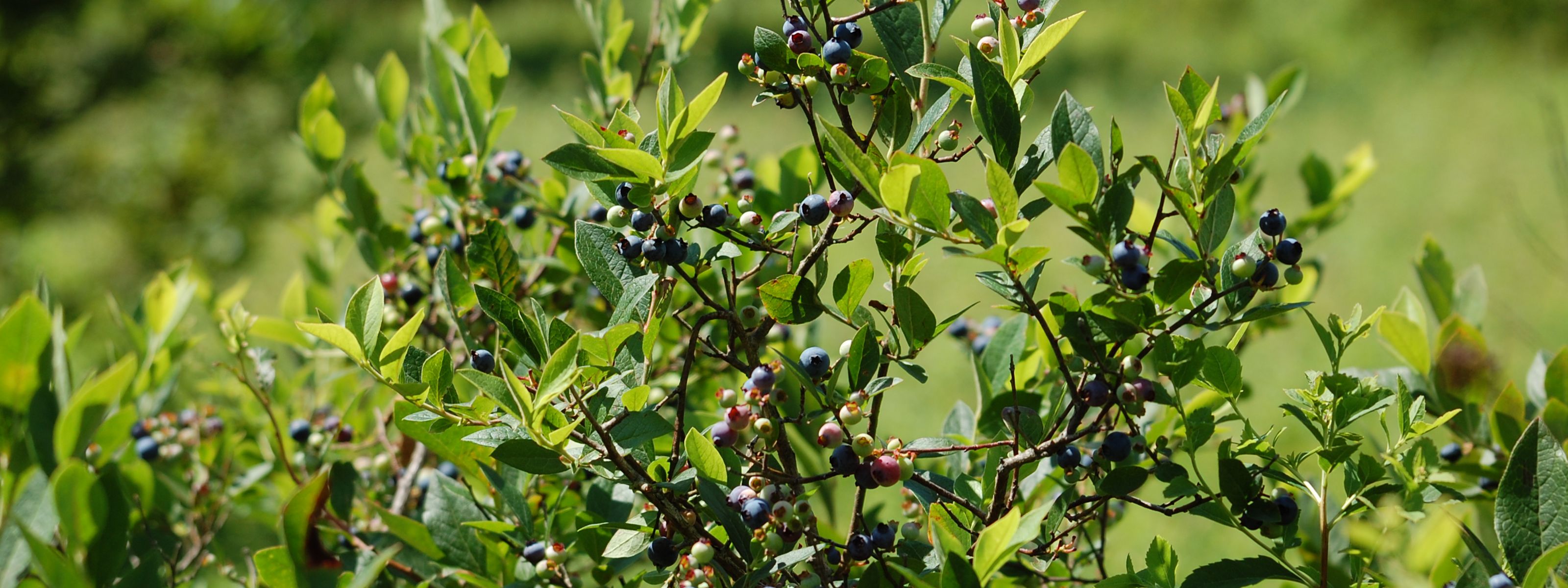 A bush with green leaves and small round blueberries.