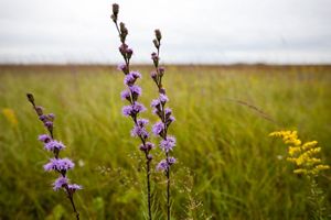 Flowers blooming in a prairie.