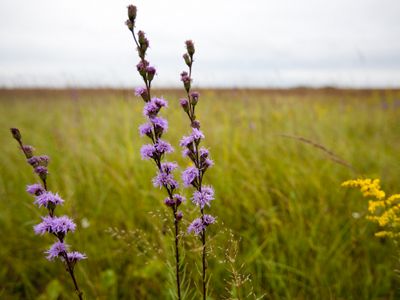 Purple prairie flowers blooming.