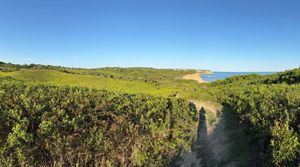 Wide view of a lush, rolling coastal shrubland atop high sandy bluffs with the ocean beyond.