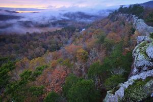 Fog sits over fall trees.