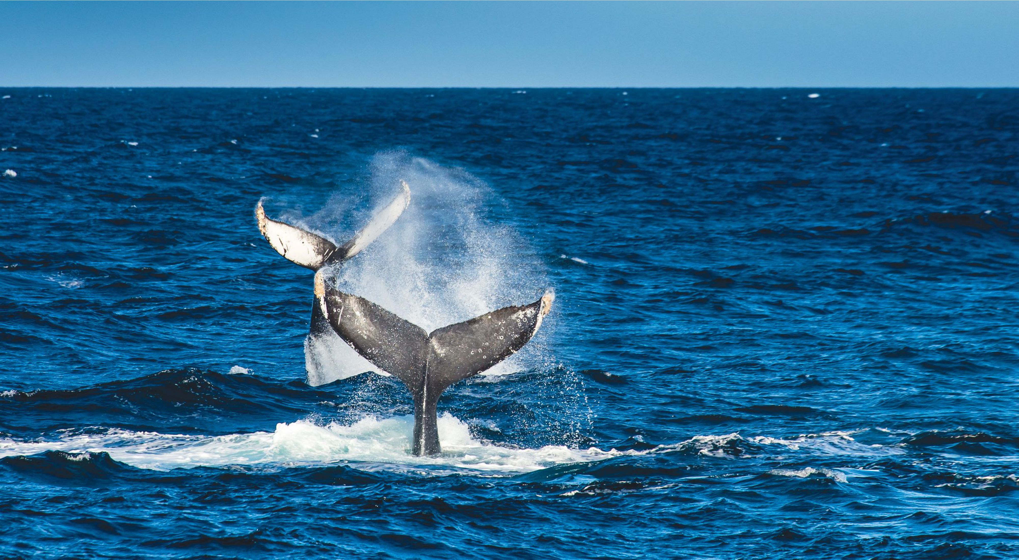 Two humpback whale tale fins stand above the waters surface as the whales dive.