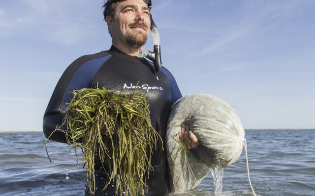 Bo Lusk holds elgrass by hand half in water wearing scuba gear in South Bay, Virginia.