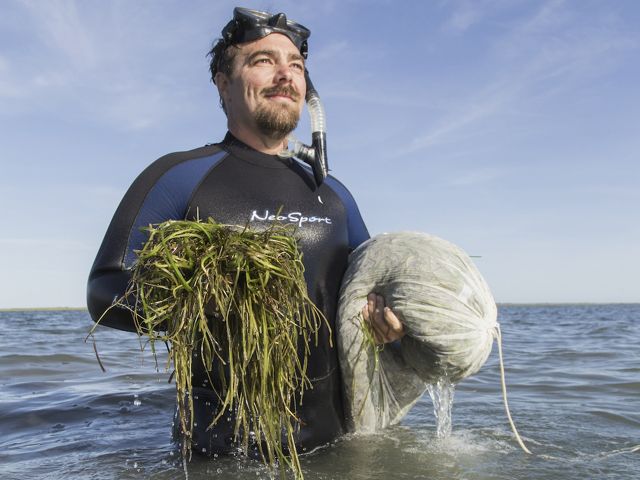 Bo Lusk holds elgrass by hand half in water wearing scuba gear in South Bay, Virginia.