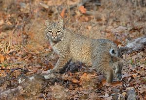 Bobcat camouflaged with fall colors.