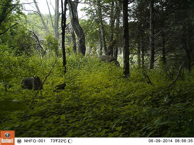 A bobcat walks through leafy green woods.