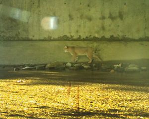 A bobcat passes through a tunnel under I-90 in MA.