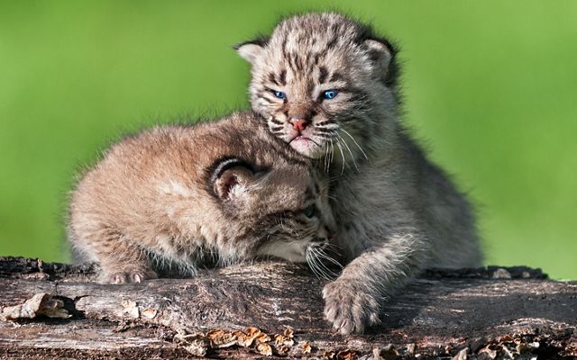 Saving Endangered Bobcats in New Jersey