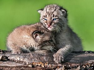 Two bobcat kittens hang on to a log against a bright green background.